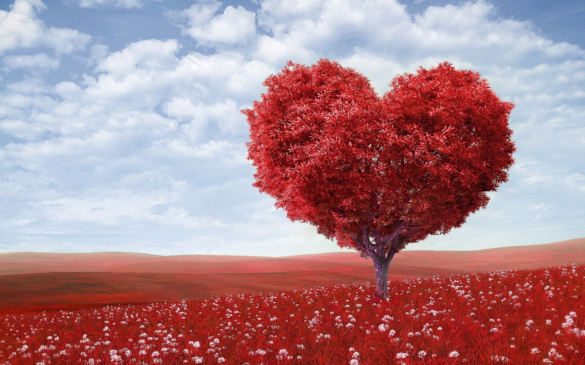 Amor, Carinho, Dedicação, Encantamento, profissionalismo e responsabilidade são o nosso foco